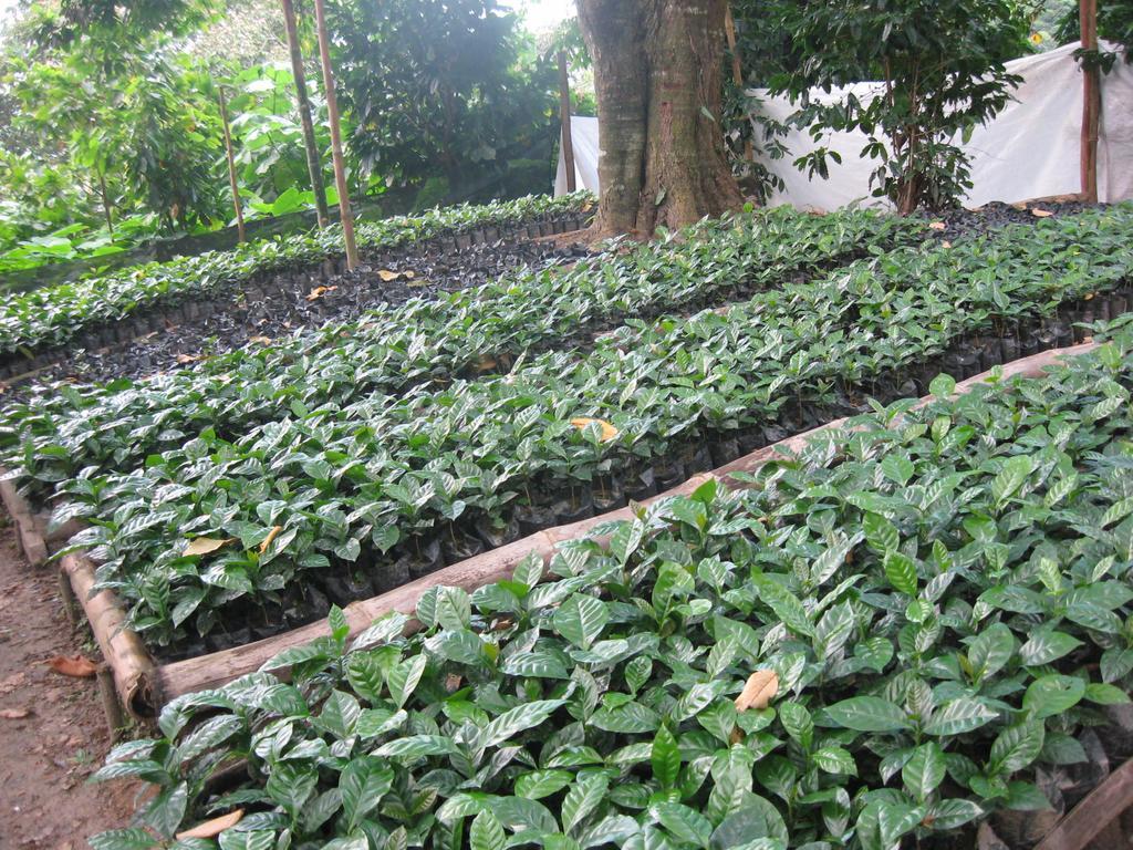 Finca San Rafael - Cafe Y Cacao Minca Eksteriør bilde