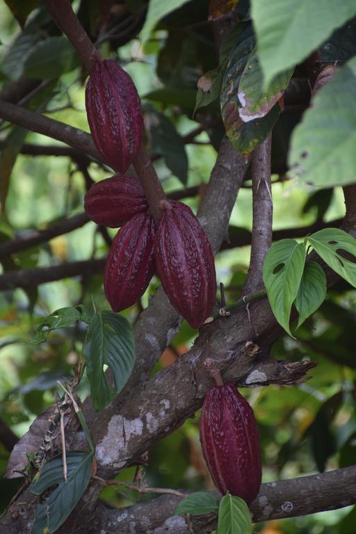 Finca San Rafael - Cafe Y Cacao Minca Eksteriør bilde