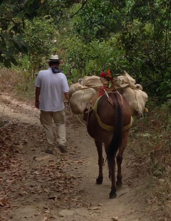 Finca San Rafael - Cafe Y Cacao Minca Eksteriør bilde