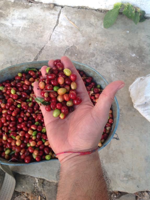 Finca San Rafael - Cafe Y Cacao Minca Eksteriør bilde